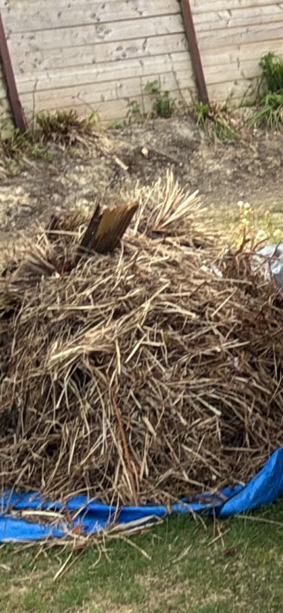 Garden waste branches and prunings